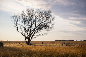 Lone dry tree