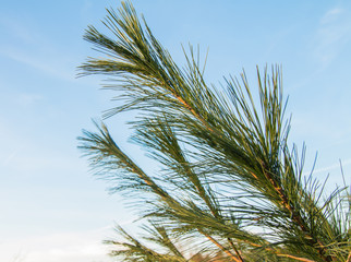 Naklejka premium Fir branches in the blue sky