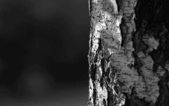 Fototapeta Horizontal black and white tree trunk bokeh background backdrop