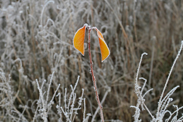 Two bright autumn leaf in the grass with hoarfrost. Early frosts