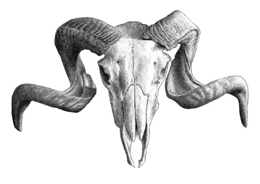 illustration with  skull