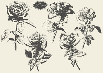 Illustration with roses.