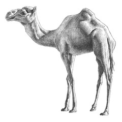illustration with camel