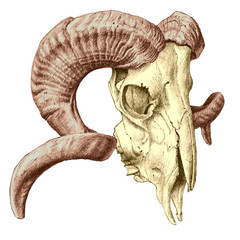 Fototapeta premium illustration with skull