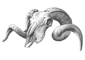 illustration with goat  skull - 98038334