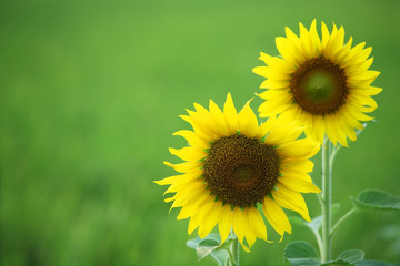 sunflower with green background.