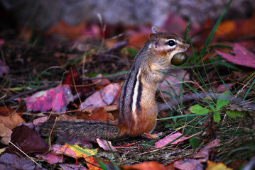 Chipmunk, preparing for winter