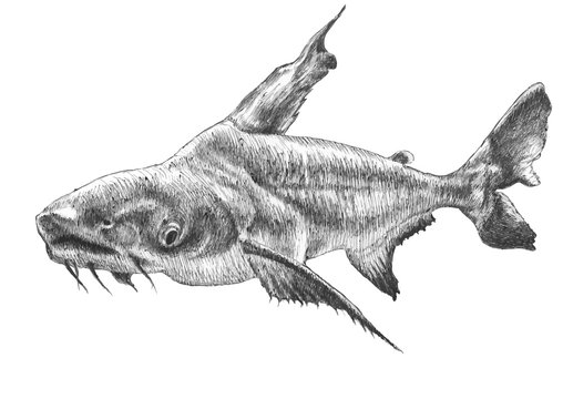 Illustration with realistic fish. Pangasius hypophthalmus.