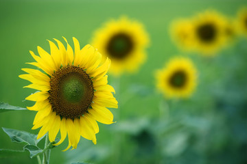 Fototapeta premium sunflower with green background.