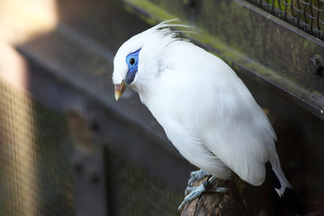 Bali myna (Leucopsar rothschildi)
