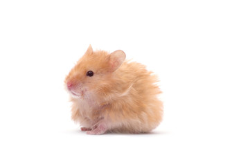 Hamster on white background