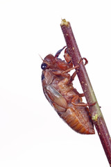 Cicada pupa