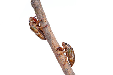 Cicada pupa