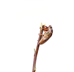 Cicada pupa