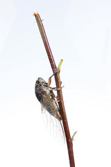 Cicada pupa