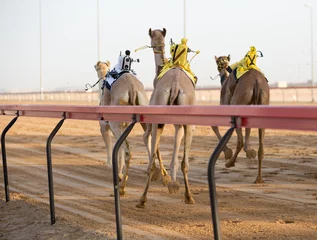 Plaid mouton avec motif Chameau Course de chameaux du club de course de chameaux de Dubaï avec des jockeys radio