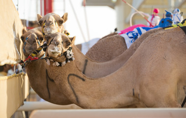 Club de course de chameaux de Dubaï chameaux sur la ligne de départ en attente de course