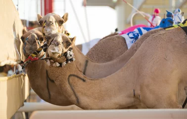 Papier Peint photo Lavable Chameau Club de course de chameaux de Dubaï chameaux sur la ligne de départ en attente de course