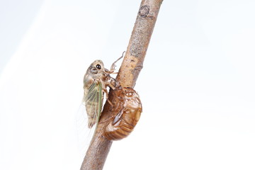 The metamorphosis of cicada