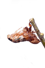 The metamorphosis of cicada
