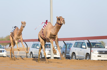 Course de chameaux du club de course de chameaux de Dubaï avec des jockeys radio