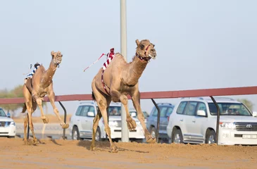 Photo sur Aluminium Chameau Course de chameaux du club de course de chameaux de Dubaï avec des jockeys radio