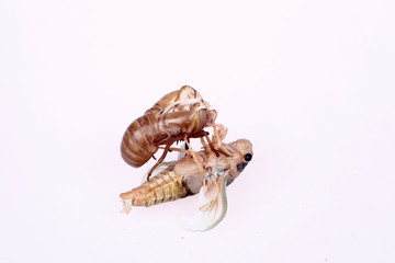 The metamorphosis of cicada