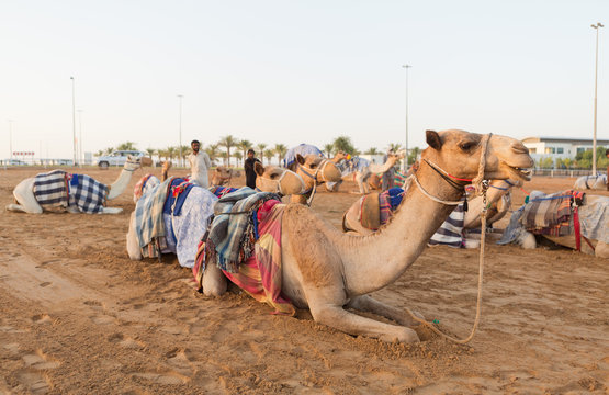 Dubai camel racing club camels waiting to race at sunset.