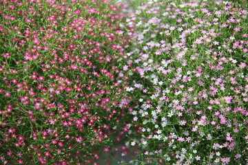beautiful gypsophila flower.