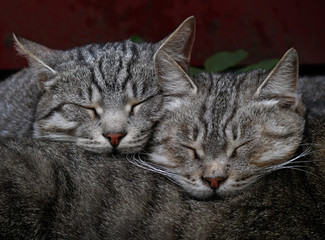 cats sleep perfectly