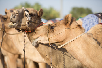 Dubai camel racing club camels waiting to race