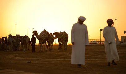 Afwasbaar Fotobehang Kameel Dubai kameel race club zonsondergang silhouetten van kamelen en mensen.