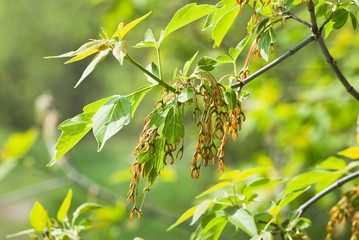 Maple ash-leaved, or American, in the spring