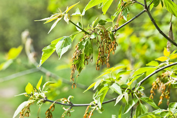 Maple ash-leaved, or American, in the spring