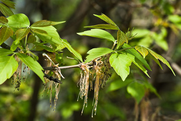 A branch of a flowering Ash tree in the spring