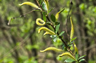 Willow branch in spring
