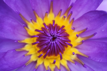 yellow-purple lotus flower