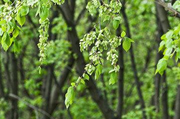 The branch of the elm with elm fruit in the spring