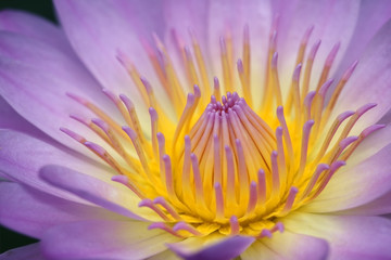 close up of yellow-purple lotus flower.