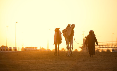 Dubai camel racing club sunset silhouettes of camels and people. - obrazy, fototapety, plakaty