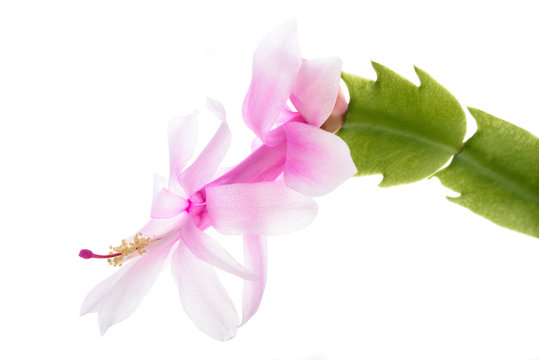 Christmas cactus - zygocactus isolated on white background.