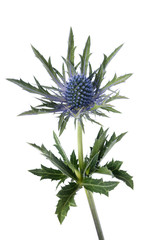 eryngium