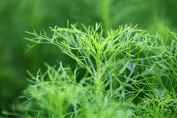 dill herb.