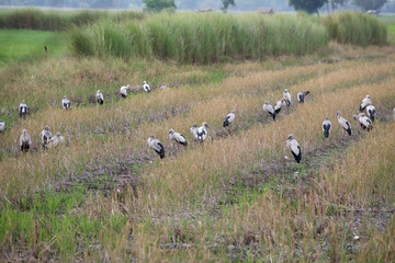 asian openbill in rice plantation.
