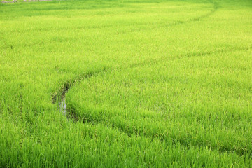 paddy field.