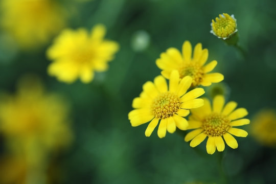 yellow daisey flower.