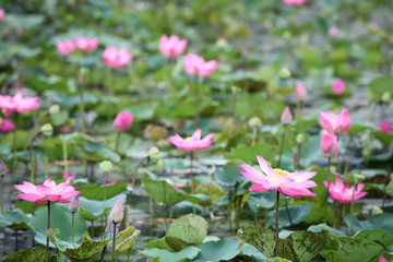 lotus flower in pond.