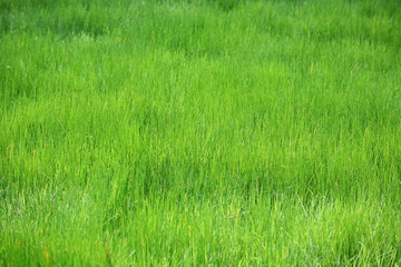 field of papyrus plant.