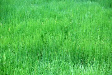 field of papyrus plant.
