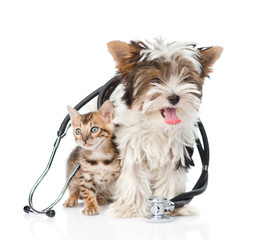Small bengal cat and Biewer-Yorkshire terrier puppy with stethos
